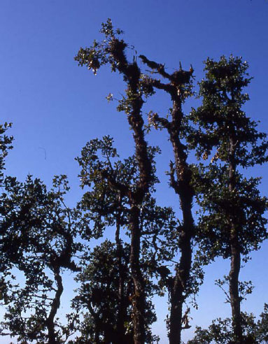 Baum_geschneitelt